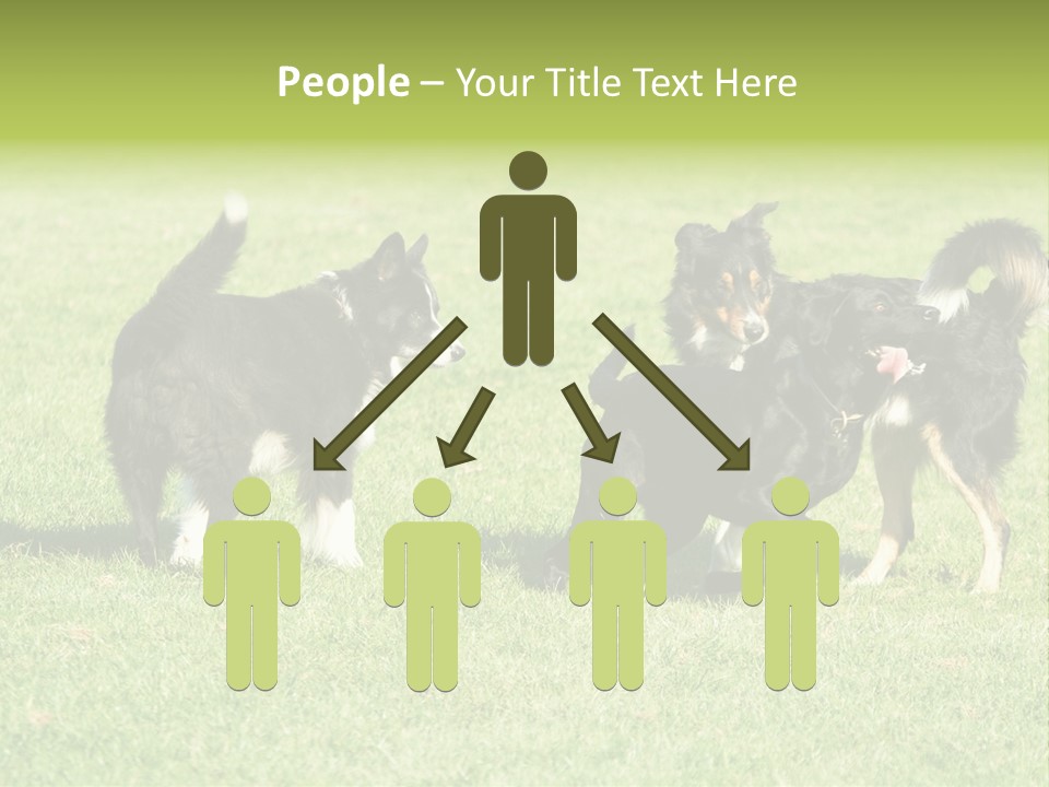 Three Black Dogs Having Fun On Grass PowerPoint Template