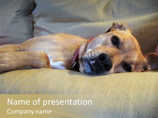 Dog On Couch PowerPoint Template