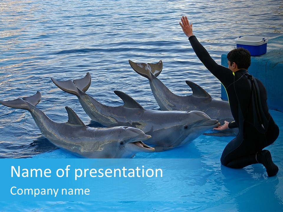 Dolphin Trainer Feeding Dolphins PowerPoint Template