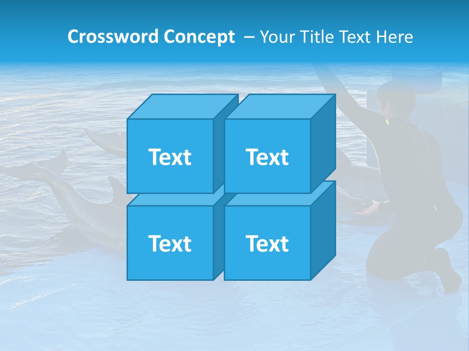 Dolphin Trainer Feeding Dolphins PowerPoint Template