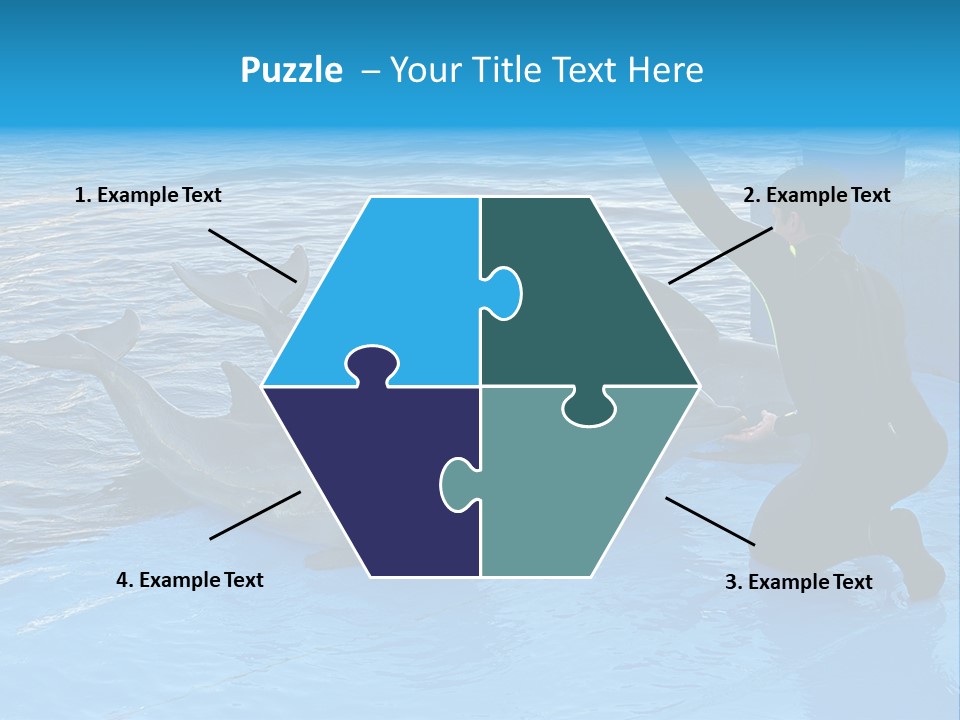 Dolphin Trainer Feeding Dolphins PowerPoint Template