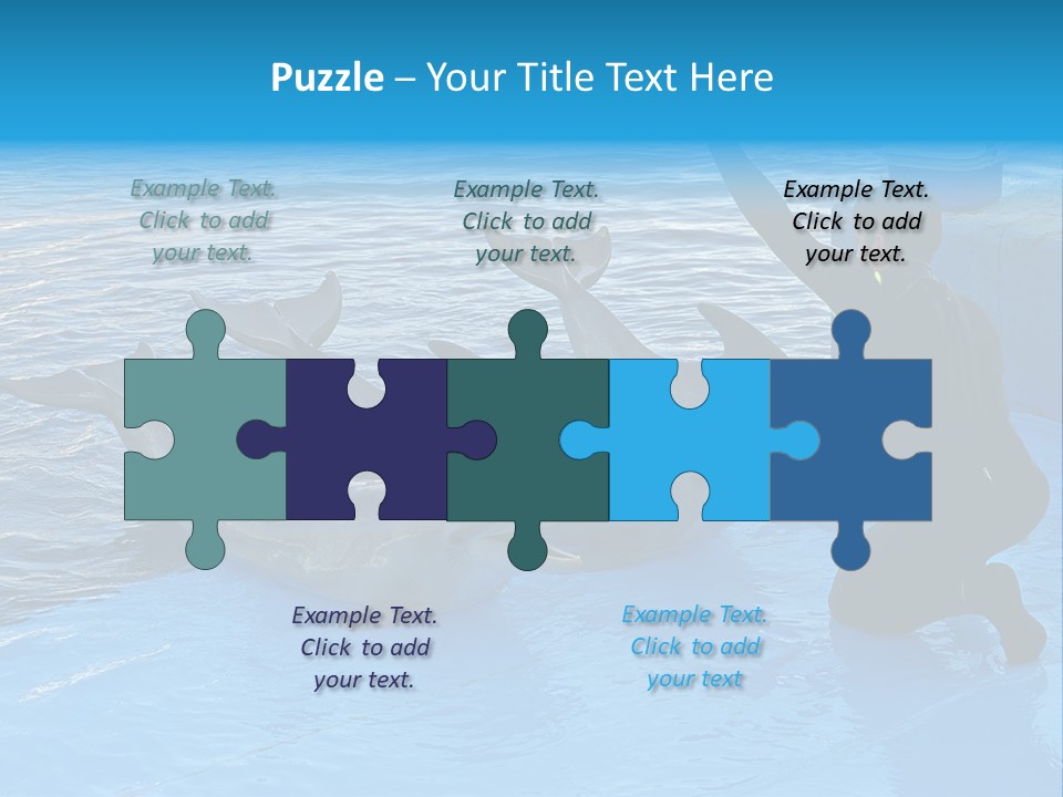 Dolphin Trainer Feeding Dolphins PowerPoint Template