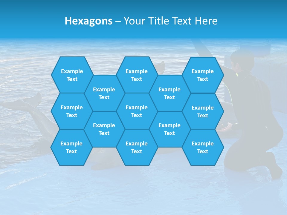 Dolphin Trainer Feeding Dolphins PowerPoint Template