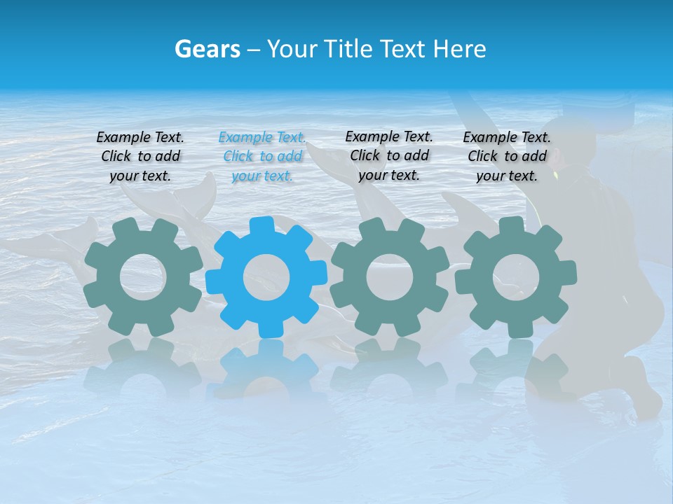 Dolphin Trainer Feeding Dolphins PowerPoint Template