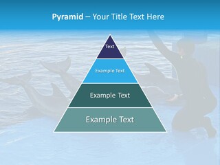 Dolphin Trainer Feeding Dolphins PowerPoint Template