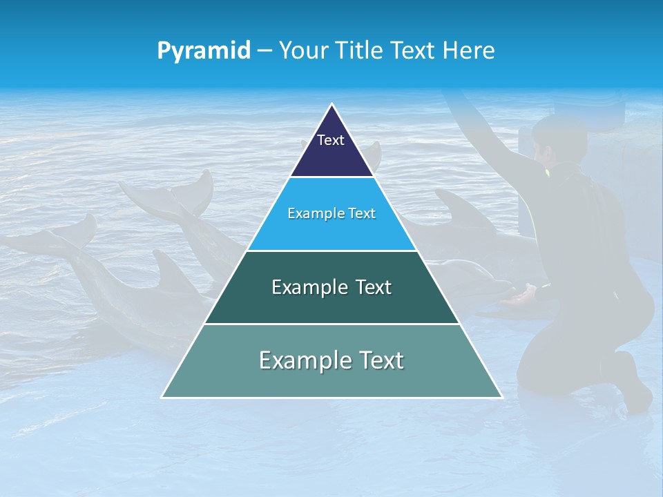 Dolphin Trainer Feeding Dolphins PowerPoint Template