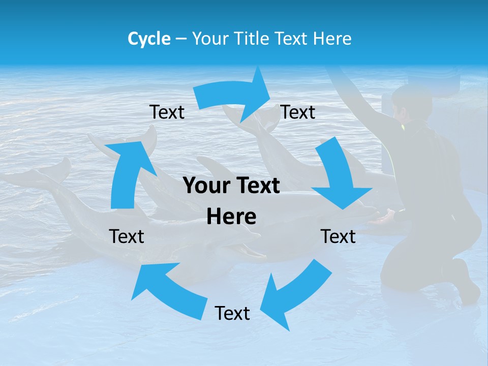 Dolphin Trainer Feeding Dolphins PowerPoint Template