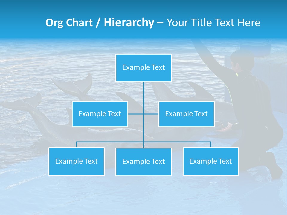 Dolphin Trainer Feeding Dolphins PowerPoint Template