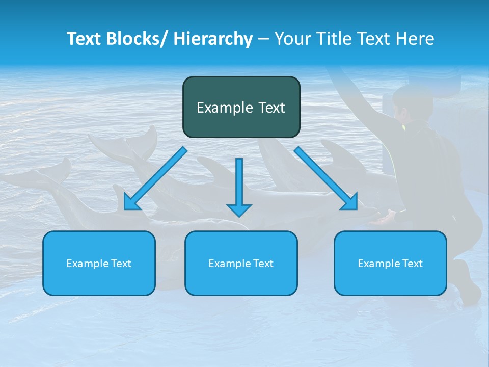 Dolphin Trainer Feeding Dolphins PowerPoint Template