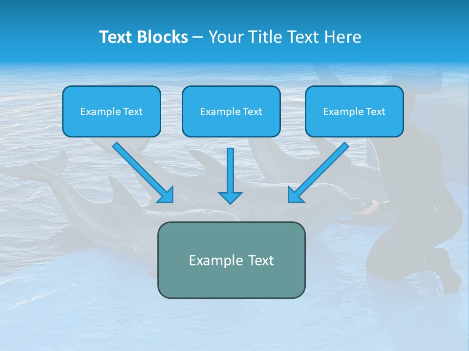 Dolphin Trainer Feeding Dolphins PowerPoint Template