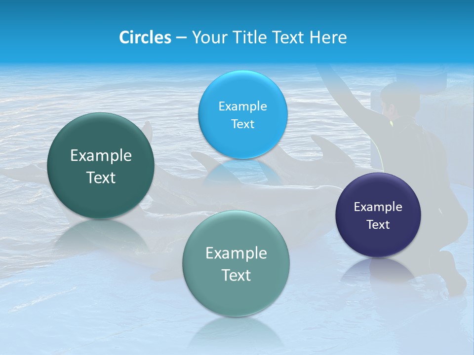 Dolphin Trainer Feeding Dolphins PowerPoint Template