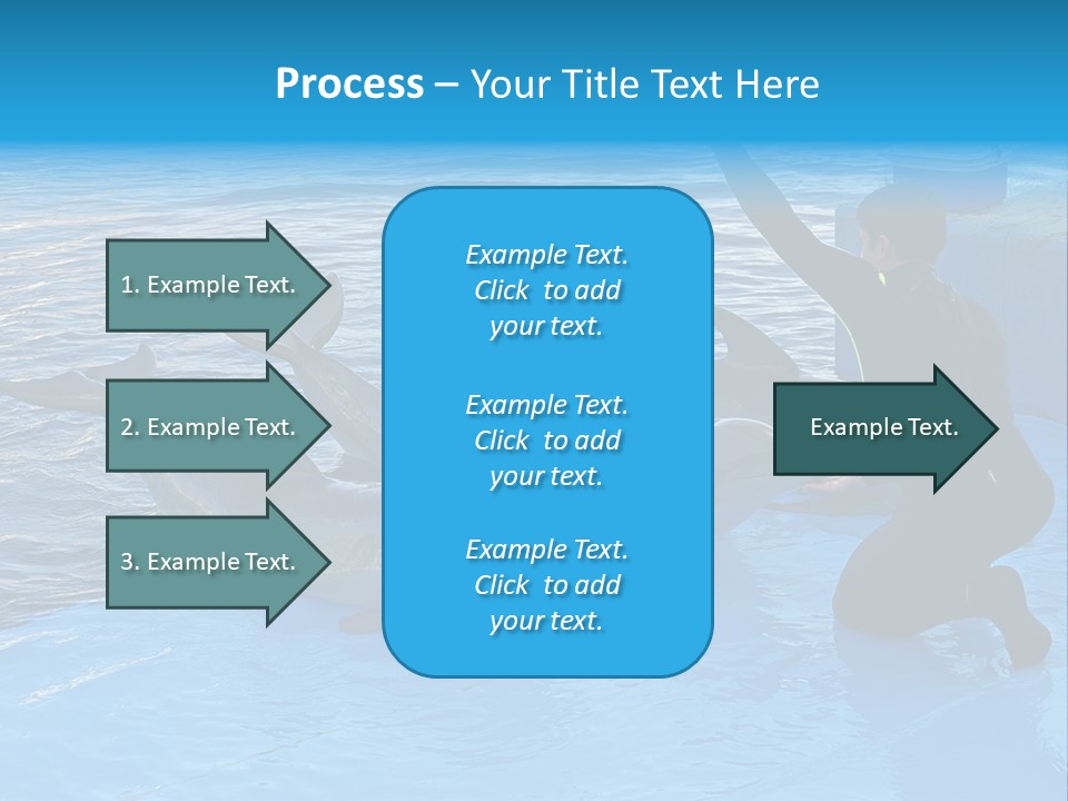 Dolphin Trainer Feeding Dolphins PowerPoint Template