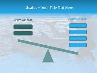 Dolphin Trainer Feeding Dolphins PowerPoint Template
