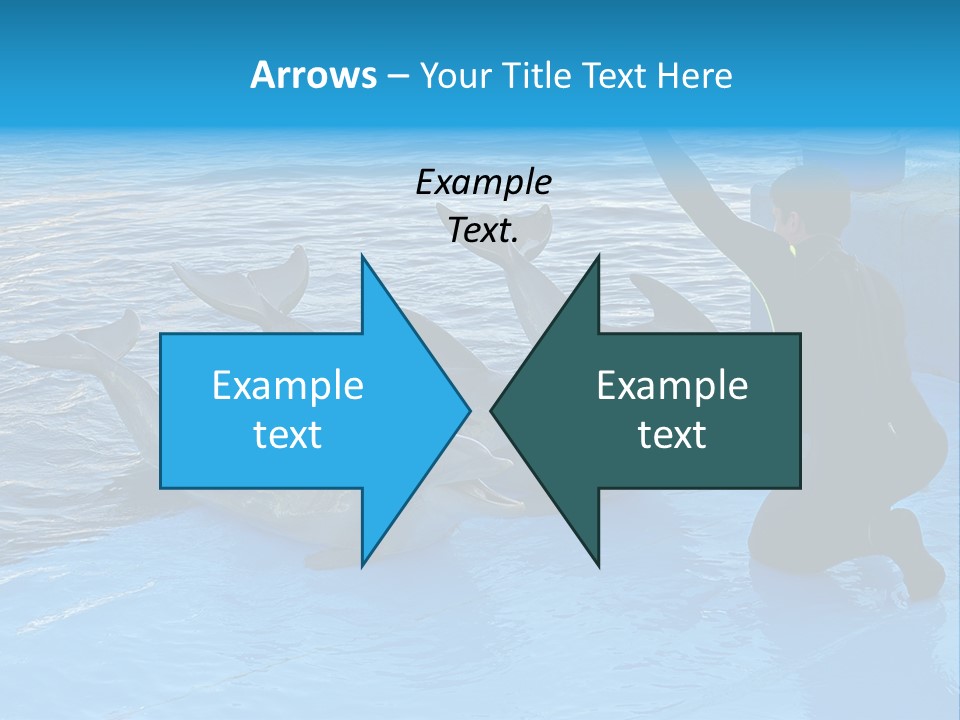 Dolphin Trainer Feeding Dolphins PowerPoint Template