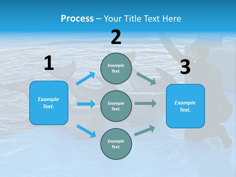 Dolphin Trainer Feeding Dolphins PowerPoint Template