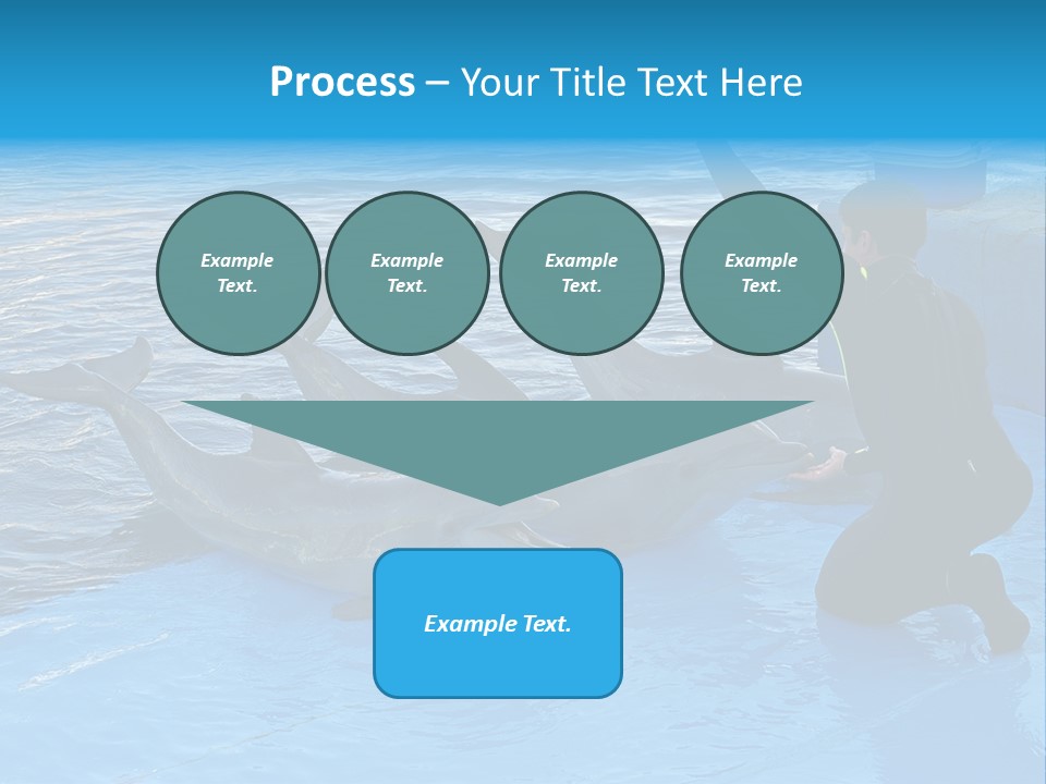 Dolphin Trainer Feeding Dolphins PowerPoint Template