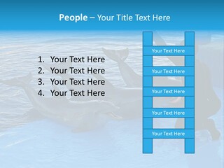 Dolphin Trainer Feeding Dolphins PowerPoint Template