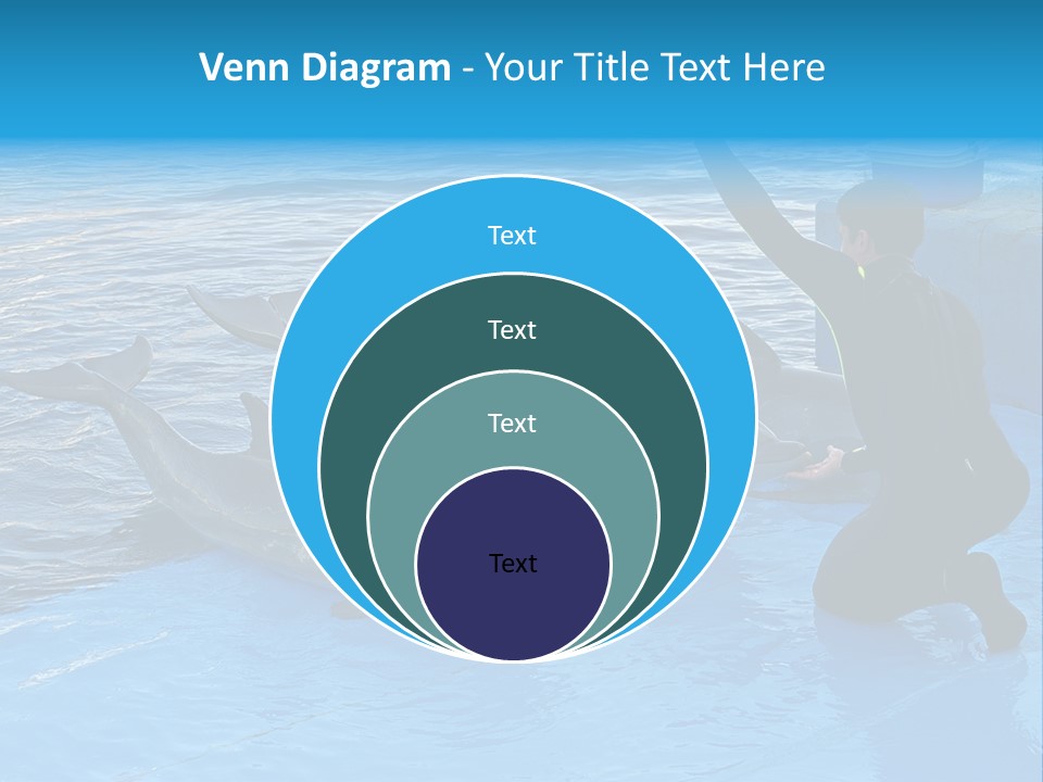 Dolphin Trainer Feeding Dolphins PowerPoint Template