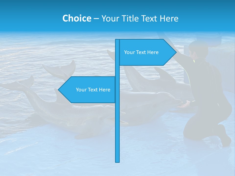 Dolphin Trainer Feeding Dolphins PowerPoint Template