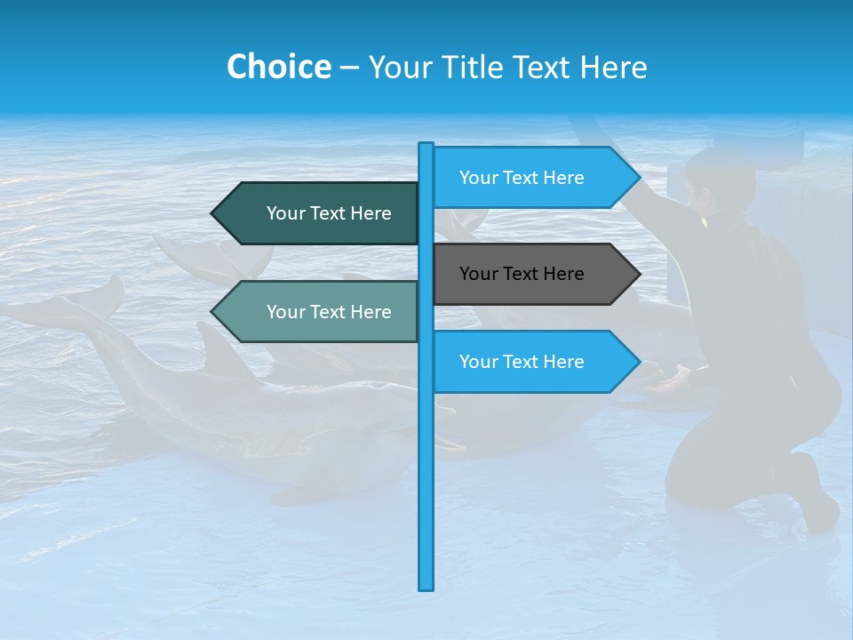 Dolphin Trainer Feeding Dolphins PowerPoint Template
