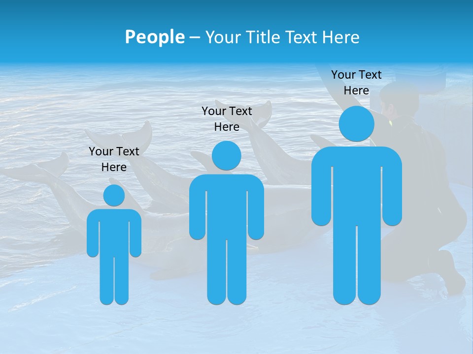 Dolphin Trainer Feeding Dolphins PowerPoint Template