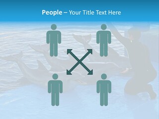 Dolphin Trainer Feeding Dolphins PowerPoint Template