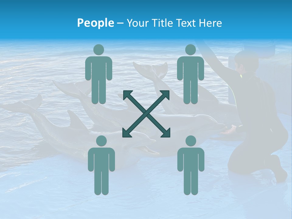 Dolphin Trainer Feeding Dolphins PowerPoint Template