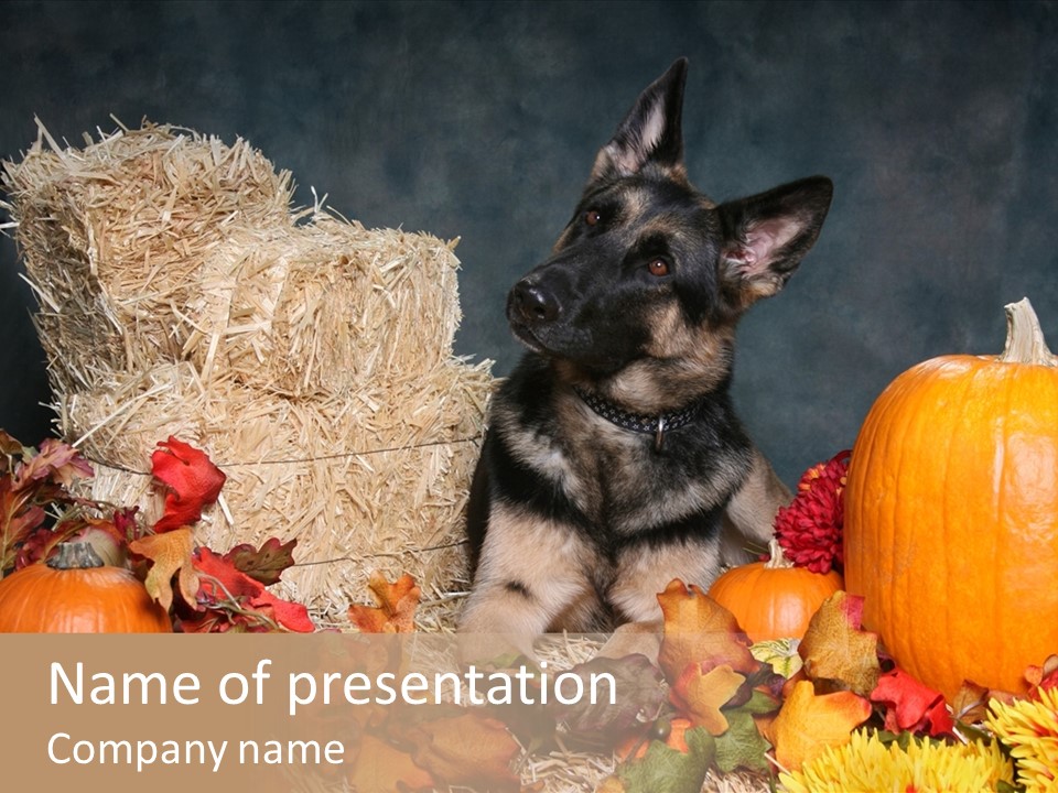 German Shepard Dog In Autumn Setting PowerPoint Template