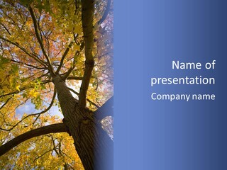 Looking Up Autumn Leaves, London England Uk PowerPoint Template