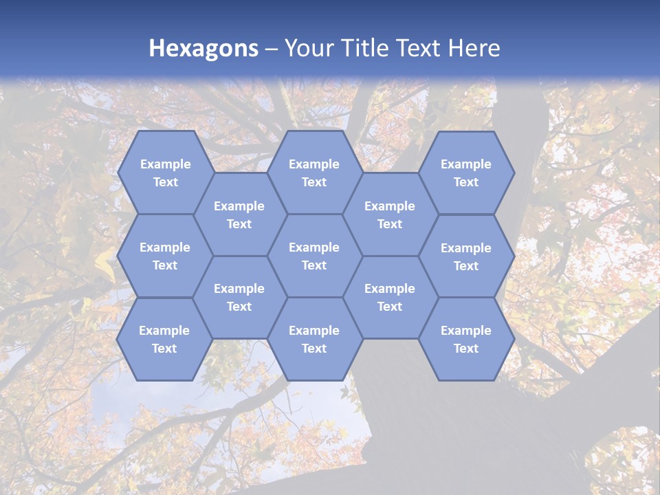 Looking Up Autumn Leaves, London England Uk PowerPoint Template