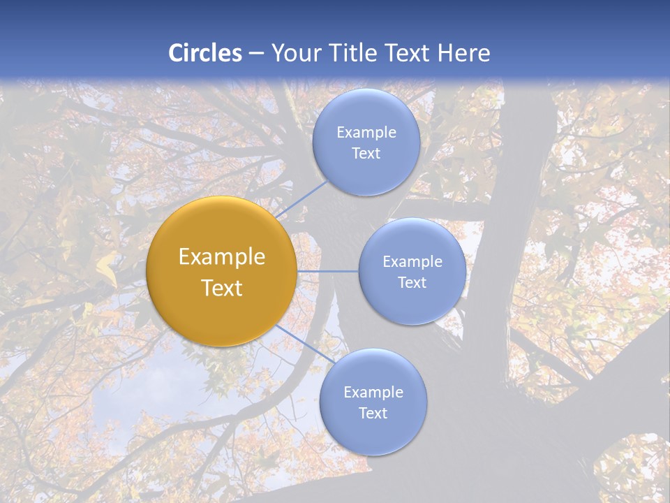 Looking Up Autumn Leaves, London England Uk PowerPoint Template