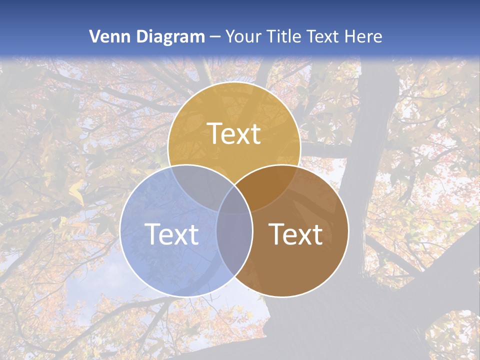 Looking Up Autumn Leaves, London England Uk PowerPoint Template