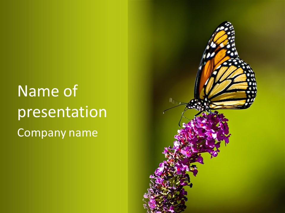 Monarch Butterfly PowerPoint Template