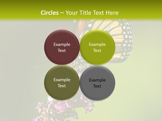 Monarch Butterfly PowerPoint Template
