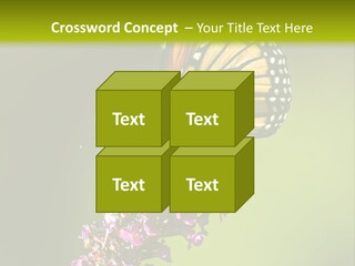 Monarch Butterfly PowerPoint Template