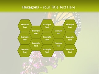 Monarch Butterfly PowerPoint Template