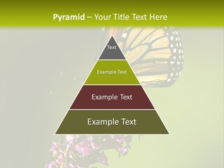 Monarch Butterfly PowerPoint Template