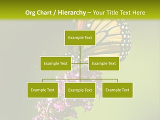 Monarch Butterfly PowerPoint Template