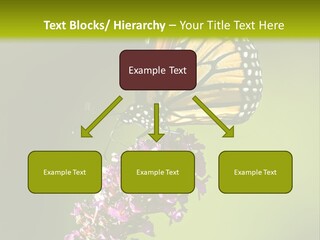Monarch Butterfly PowerPoint Template