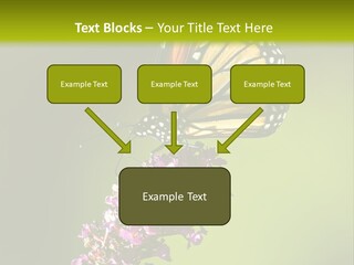 Monarch Butterfly PowerPoint Template