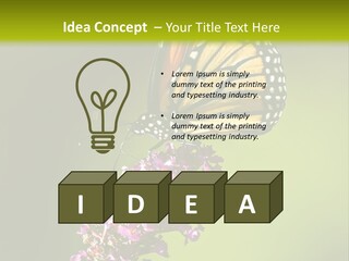 Monarch Butterfly PowerPoint Template