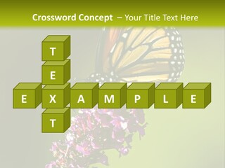 Monarch Butterfly PowerPoint Template