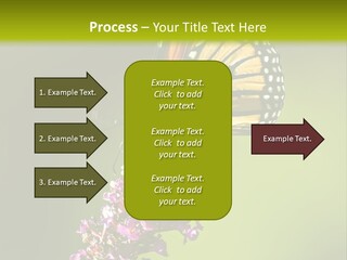 Monarch Butterfly PowerPoint Template