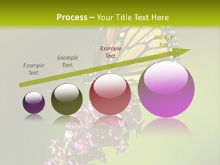 Monarch Butterfly PowerPoint Template