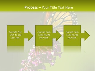 Monarch Butterfly PowerPoint Template