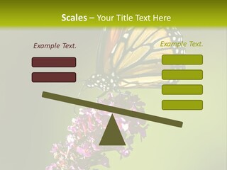 Monarch Butterfly PowerPoint Template