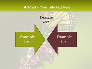 Monarch Butterfly PowerPoint Template