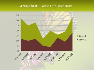 Monarch Butterfly PowerPoint Template