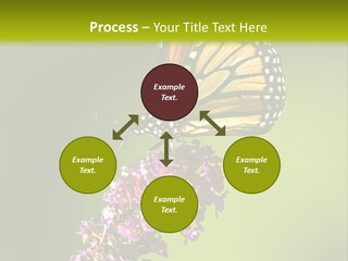 Monarch Butterfly PowerPoint Template