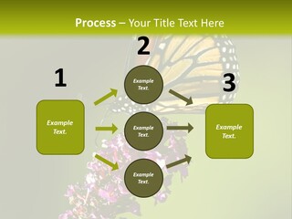Monarch Butterfly PowerPoint Template